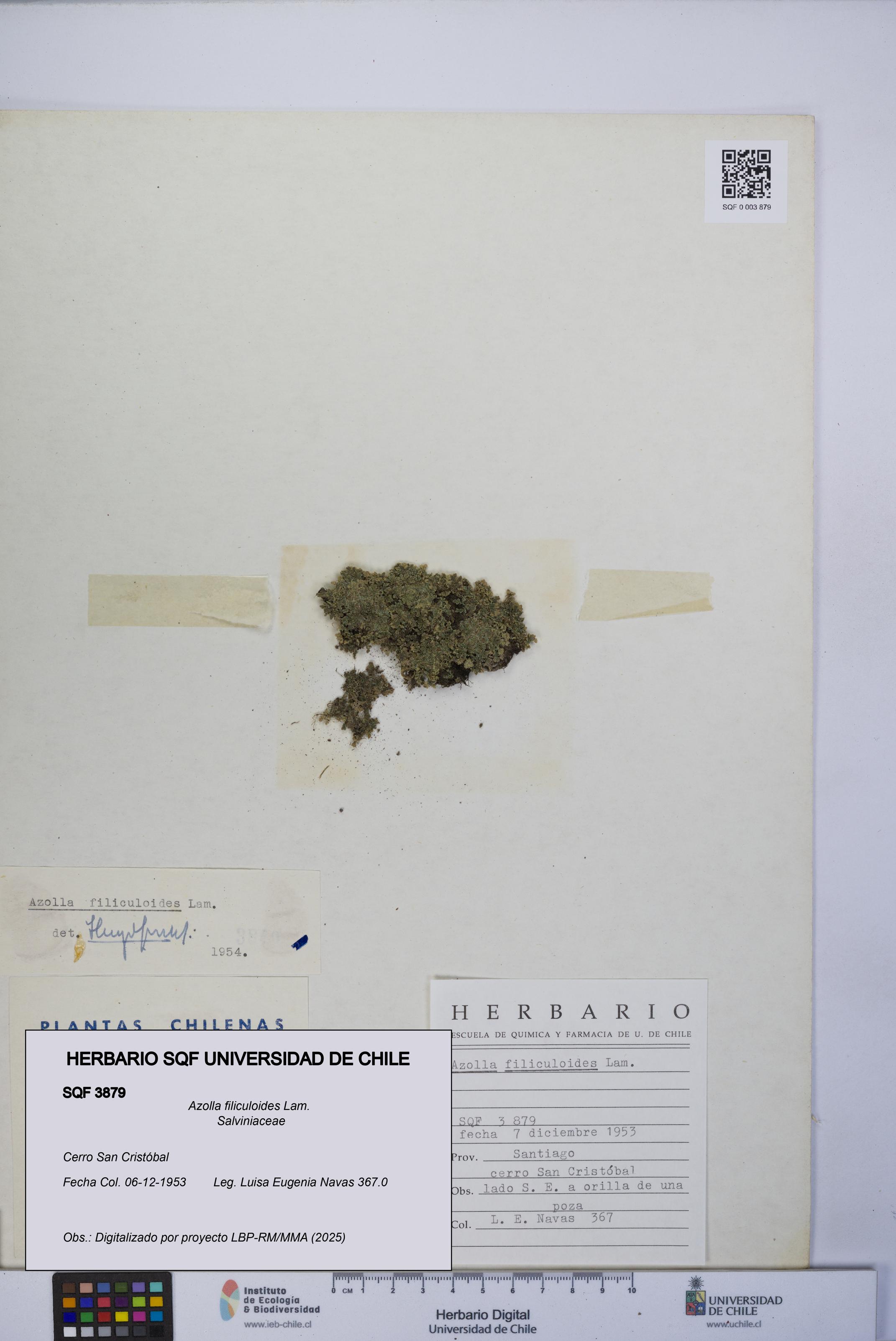 Azolla filiculoides [Espécimen: UCH:SQF:0003879]