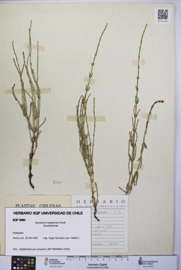 Equisetum bogotense [Espécimen: UCH:SQF:0003880]