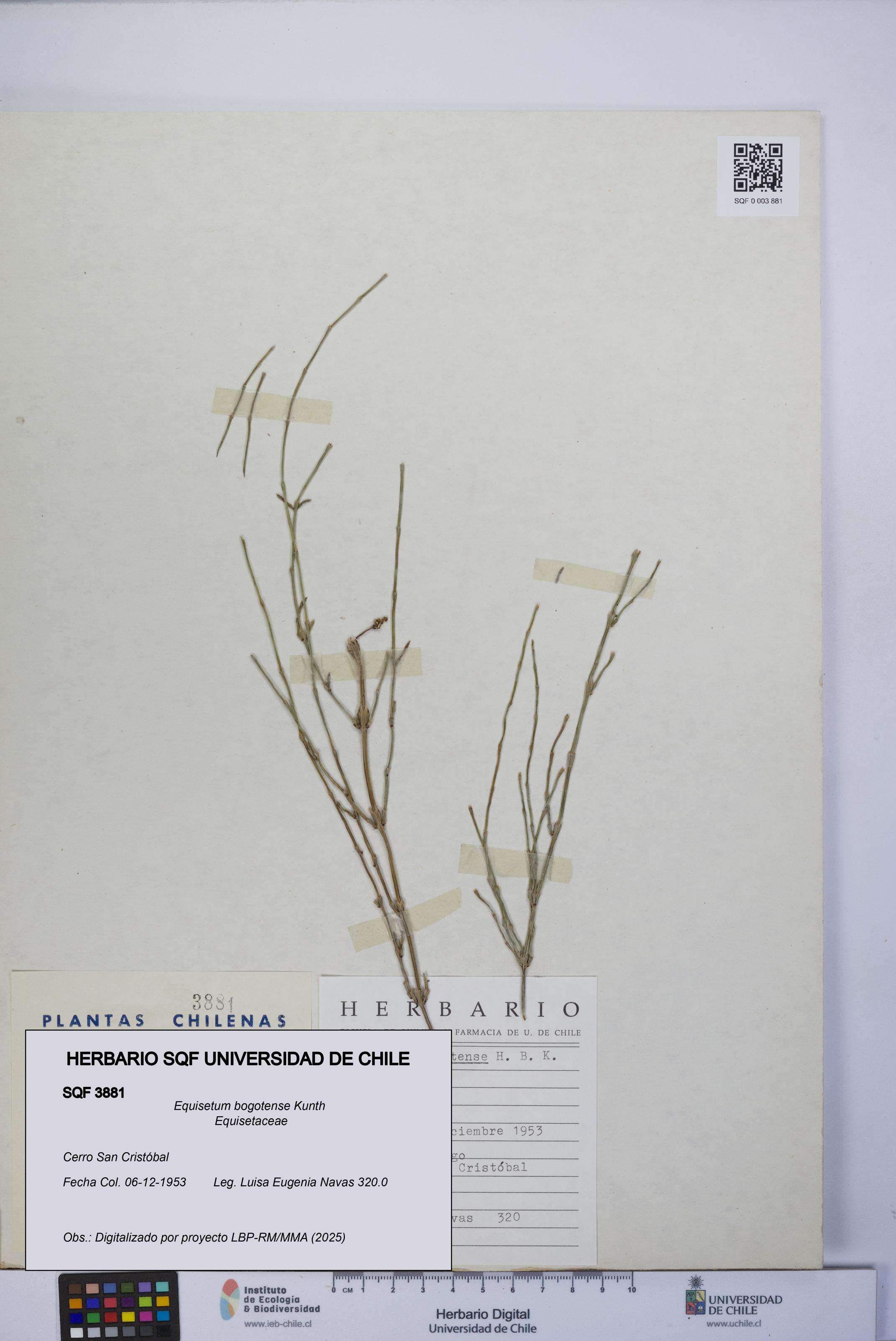 Equisetum bogotense [Espécimen: UCH:SQF:0003881]