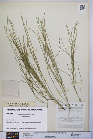 Equisetum bogotense [Espécimen: UCH:SQF:0003884]