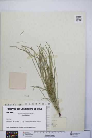 Equisetum bogotense [Espécimen: UCH:SQF:0003886]