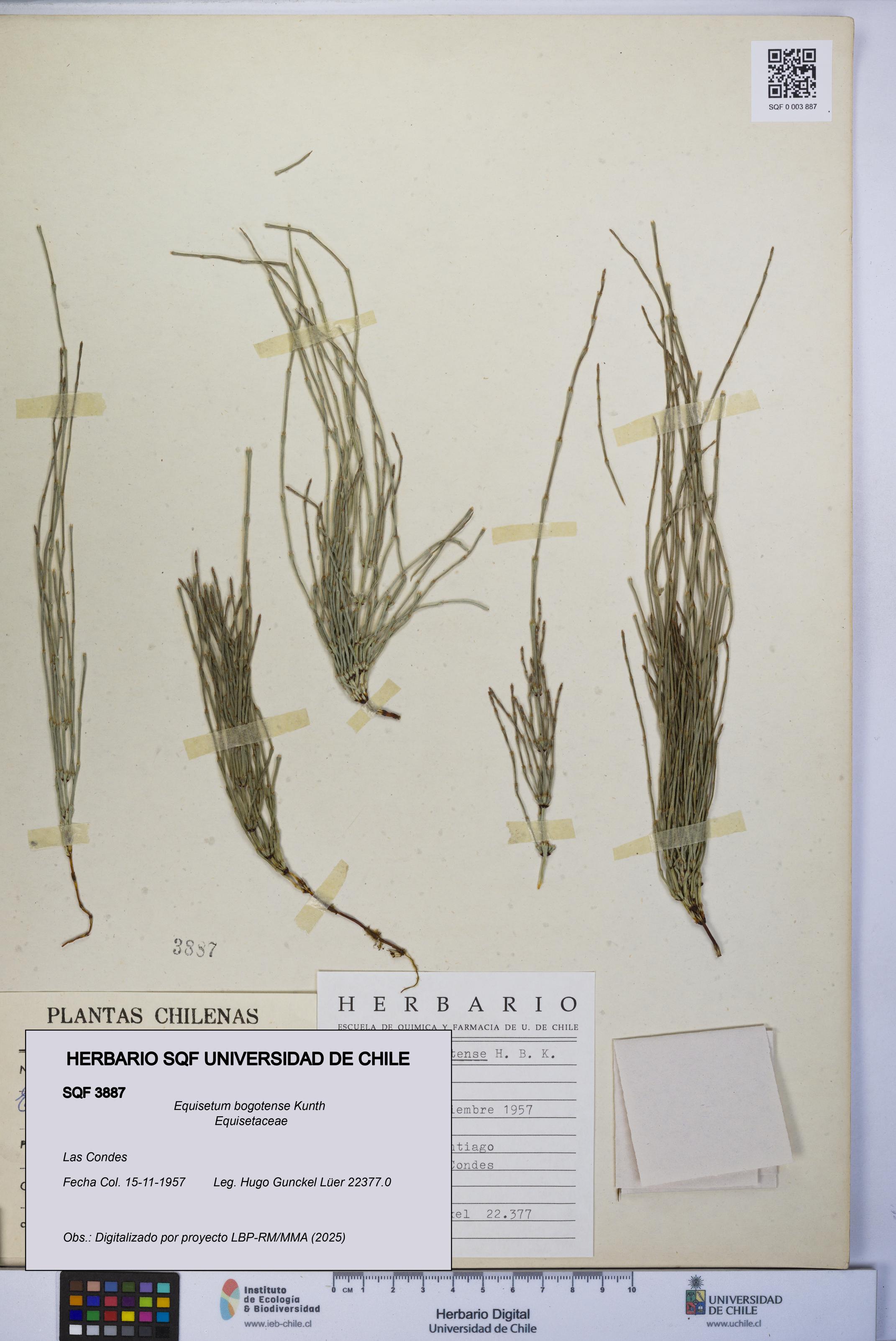 Equisetum bogotense [Espécimen: UCH:SQF:0003887]