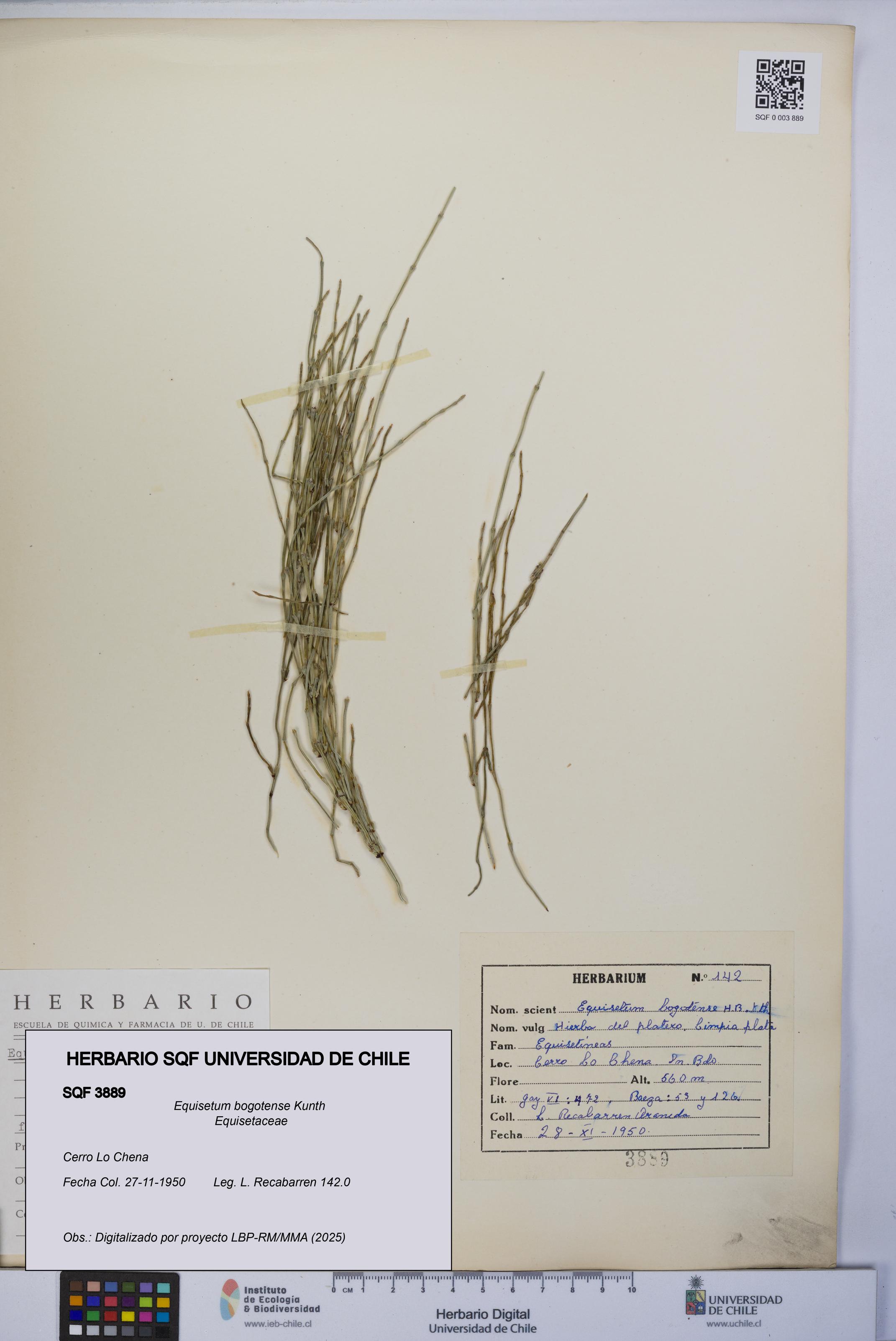 Equisetum bogotense [Espécimen: UCH:SQF:0003889]