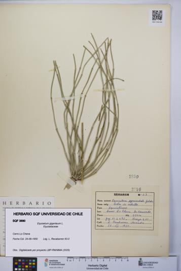 Equisetum giganteum [Espécimen: UCH:SQF:0003890]