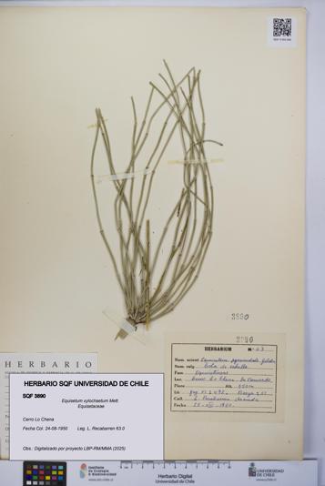 Equisetum xylochaetum [Espécimen: UCH:SQF:0003890]