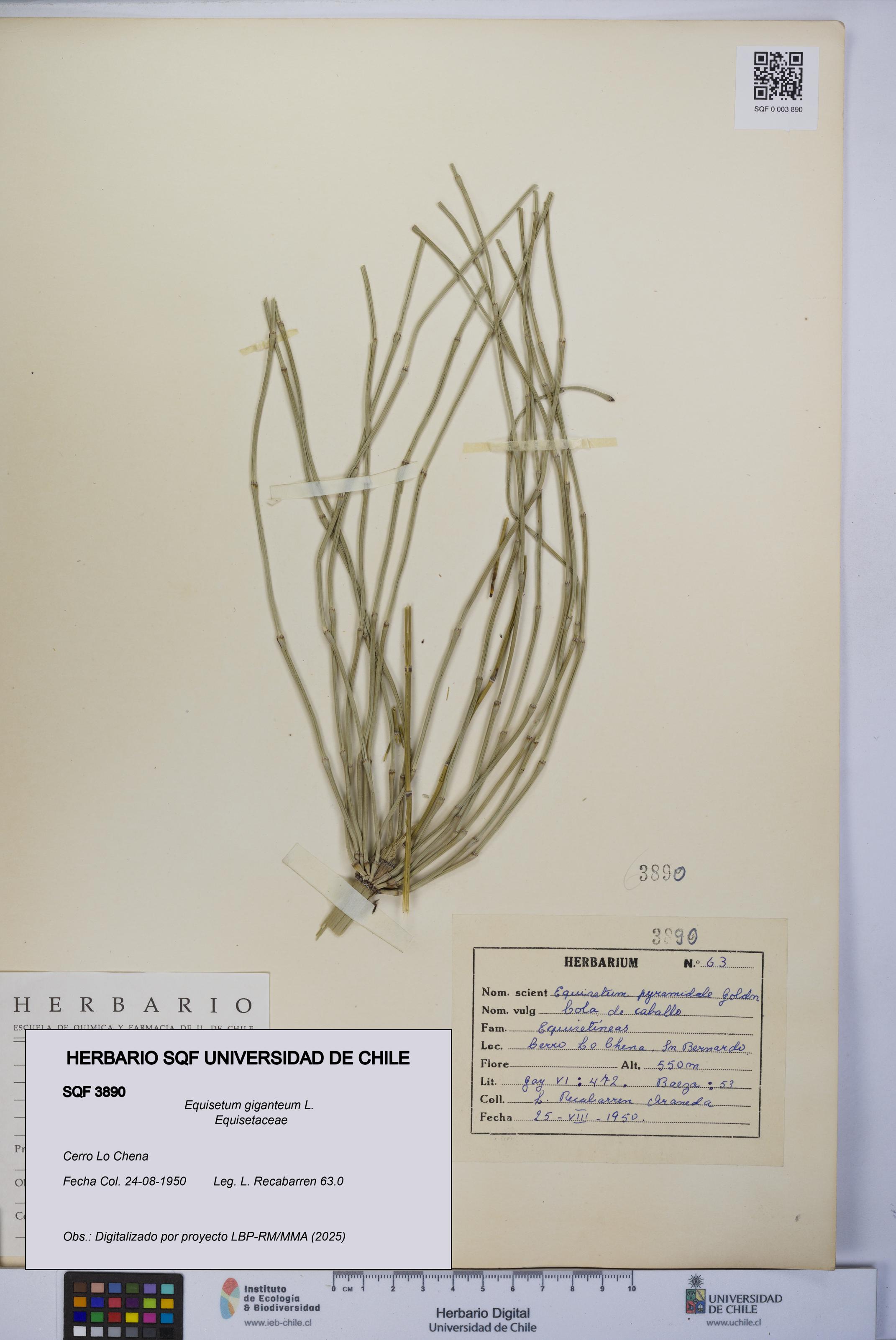 Equisetum giganteum [Espécimen: UCH:SQF:0003890]