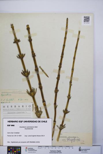 Equisetum xylochaetum [Espécimen: UCH:SQF:0003892]