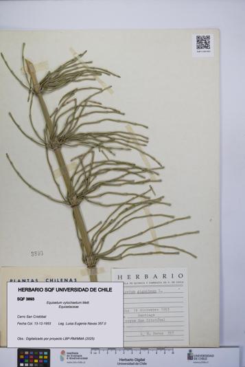 Equisetum xylochaetum [Espécimen: UCH:SQF:0003893]