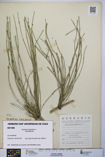 Equisetum giganteum [Espécimen: UCH:SQF:0003894]