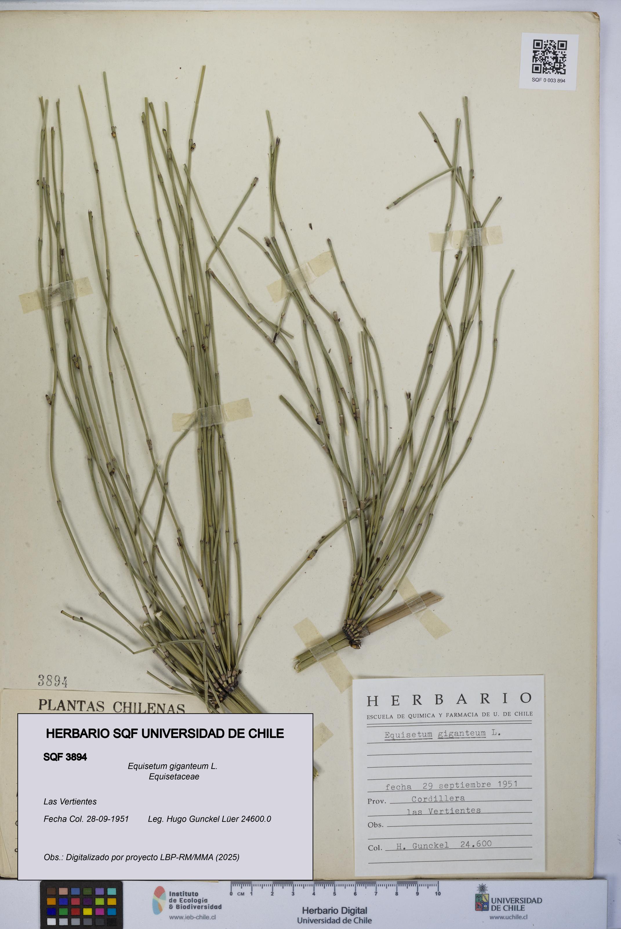 Equisetum giganteum [Espécimen: UCH:SQF:0003894]