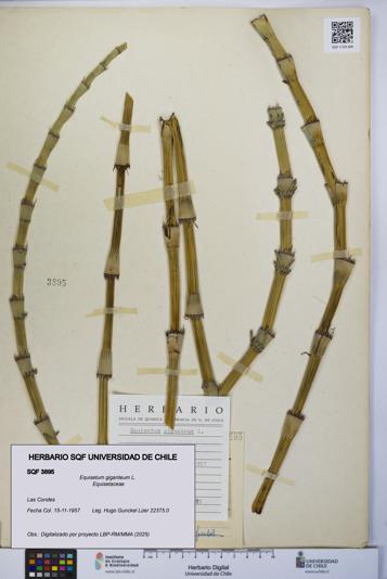 Equisetum giganteum [Espécimen: UCH:SQF:0003895]