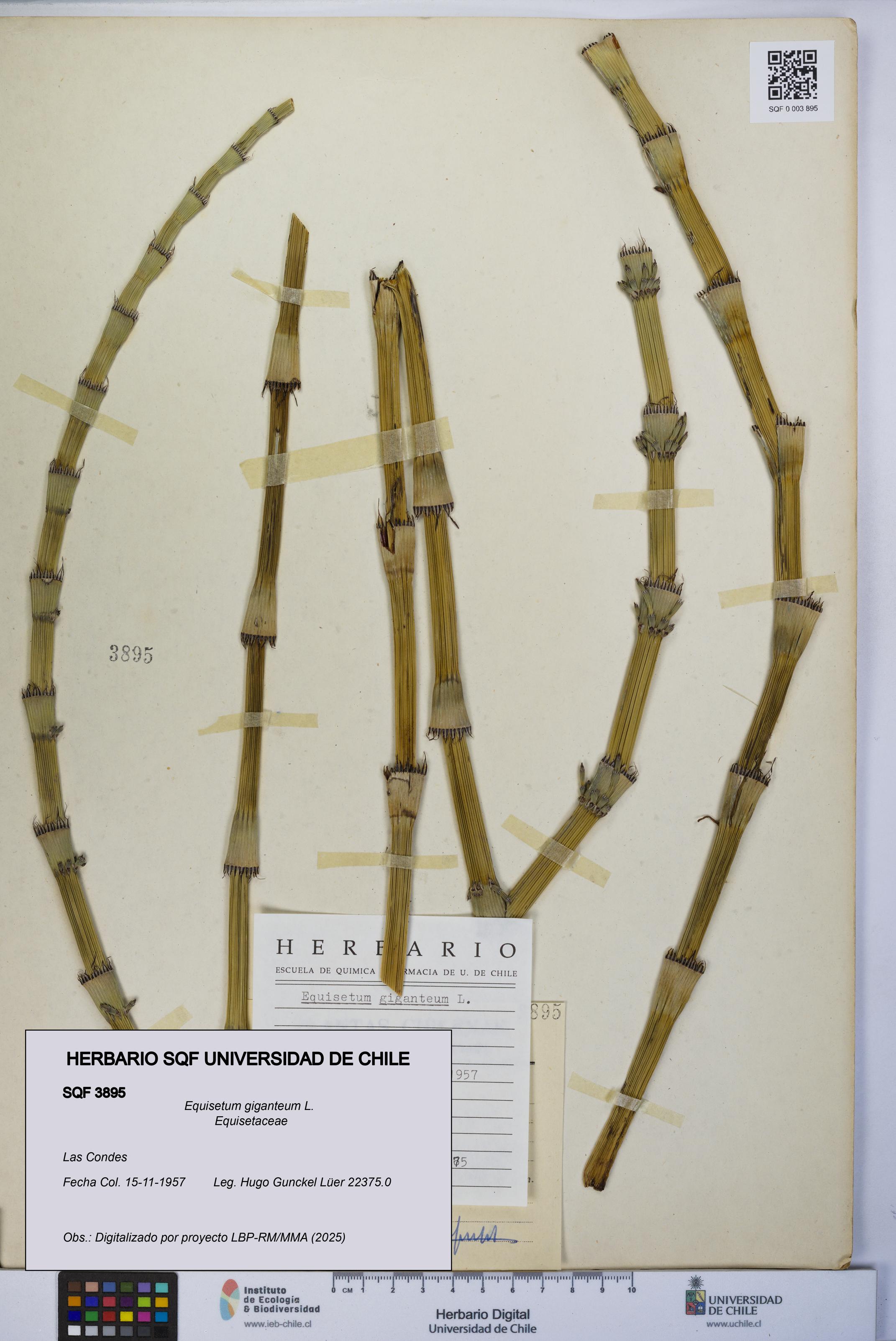 Equisetum giganteum [Espécimen: UCH:SQF:0003895]