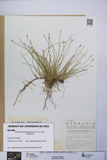 Eleocharis melanostachys [Espécimen: UCH:SQF:0003909]