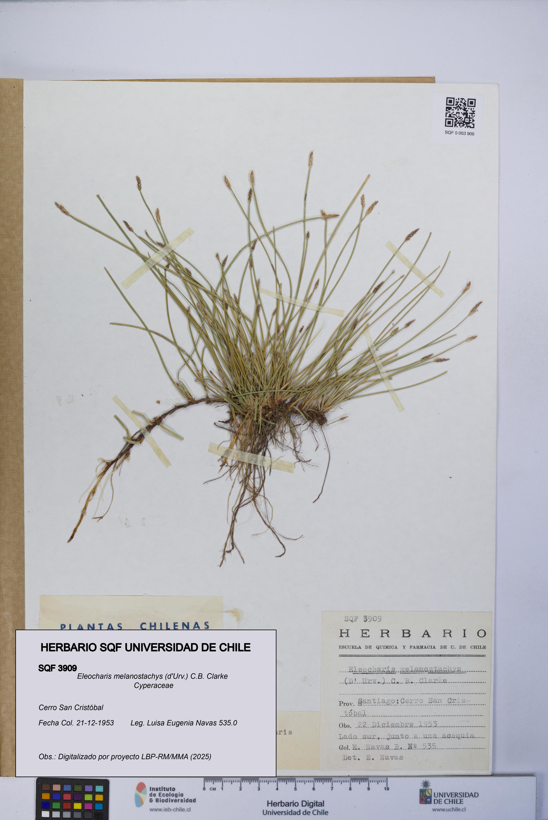 Eleocharis melanostachys [Espécimen: UCH:SQF:0003909]