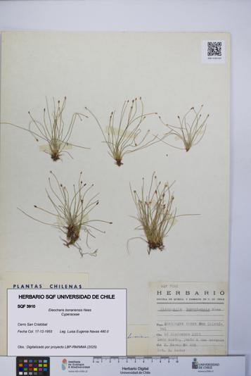 Eleocharis bonariensis [Espécimen: UCH:SQF:0003910]