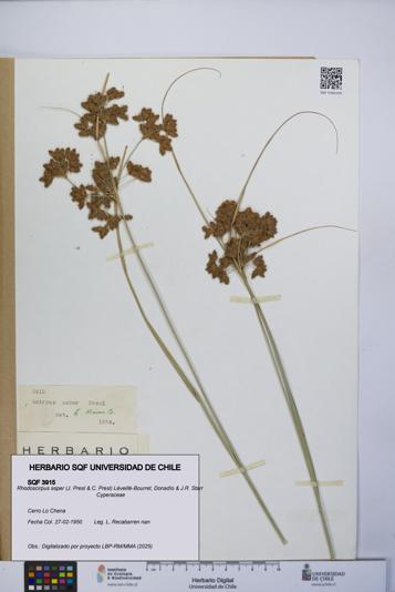 Rhodoscirpus asper [Espécimen: UCH:SQF:0003915]