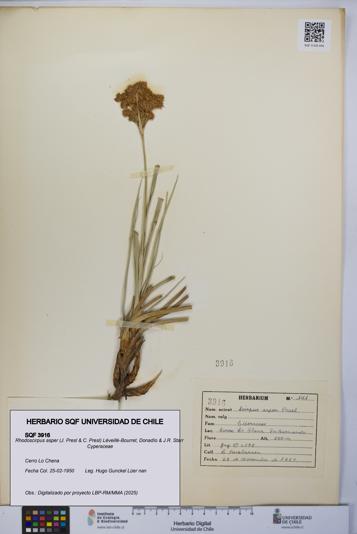 Rhodoscirpus asper [Espécimen: UCH:SQF:0003916]