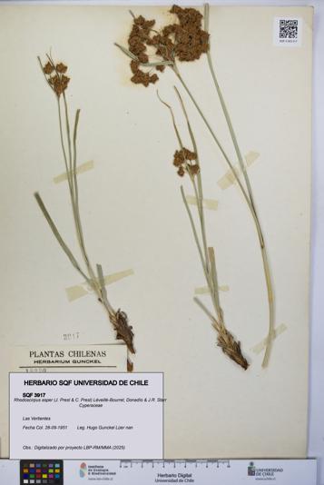 Rhodoscirpus asper [Espécimen: UCH:SQF:0003917]
