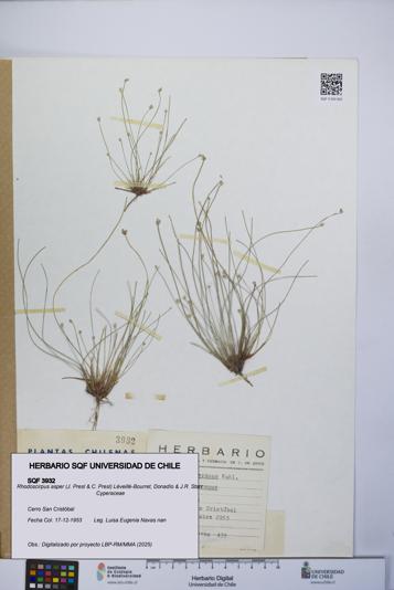 Rhodoscirpus asper [Espécimen: UCH:SQF:0003932]