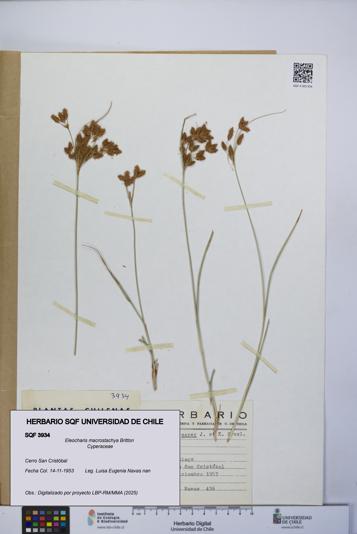 Eleocharis macrostachya [Espécimen: UCH:SQF:0003934]