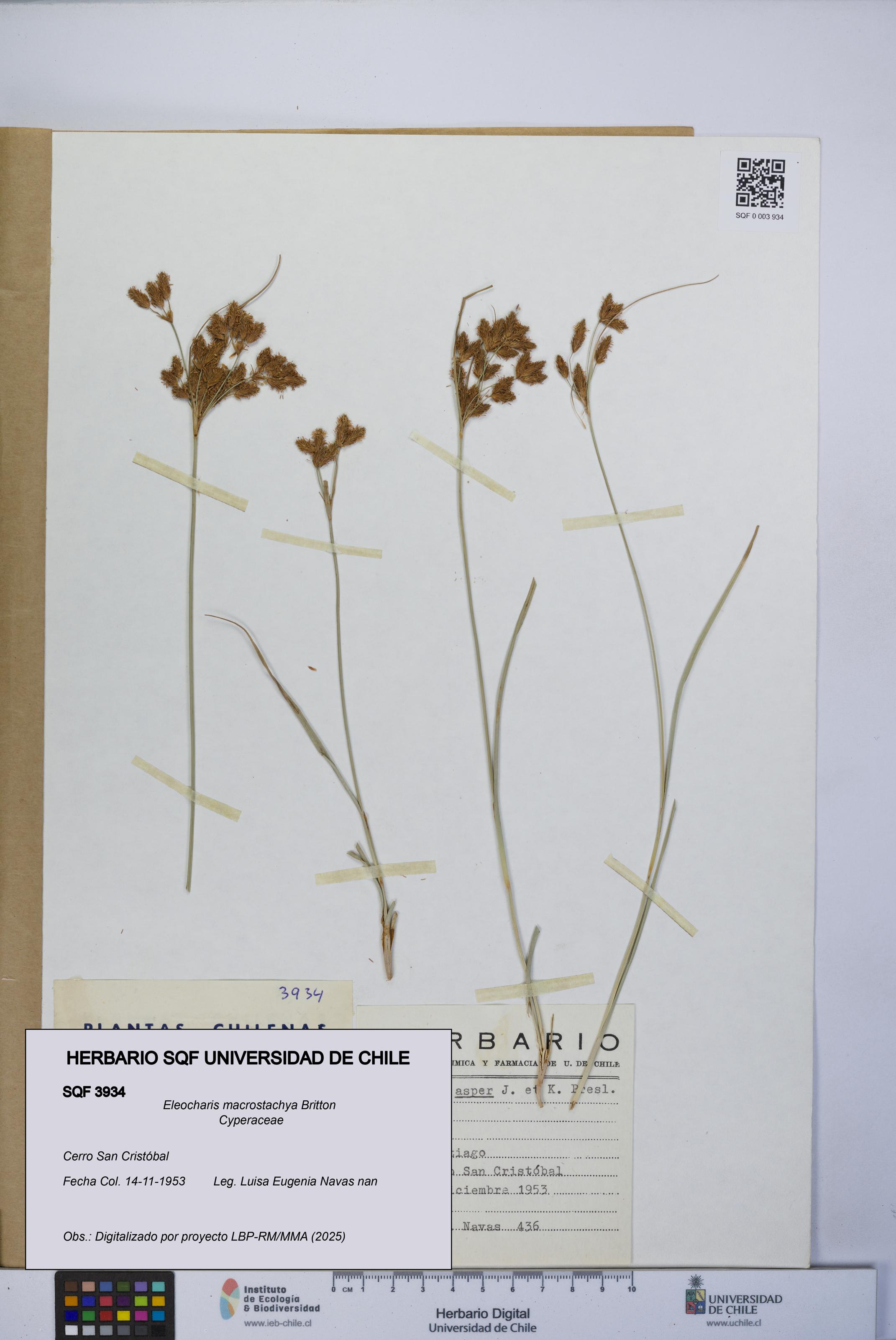 Eleocharis macrostachya [Espécimen: UCH:SQF:0003934]