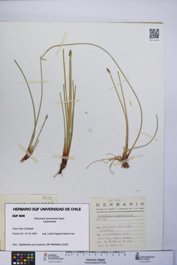 Eleocharis bonariensis [Espécimen: UCH:SQF:0003935]