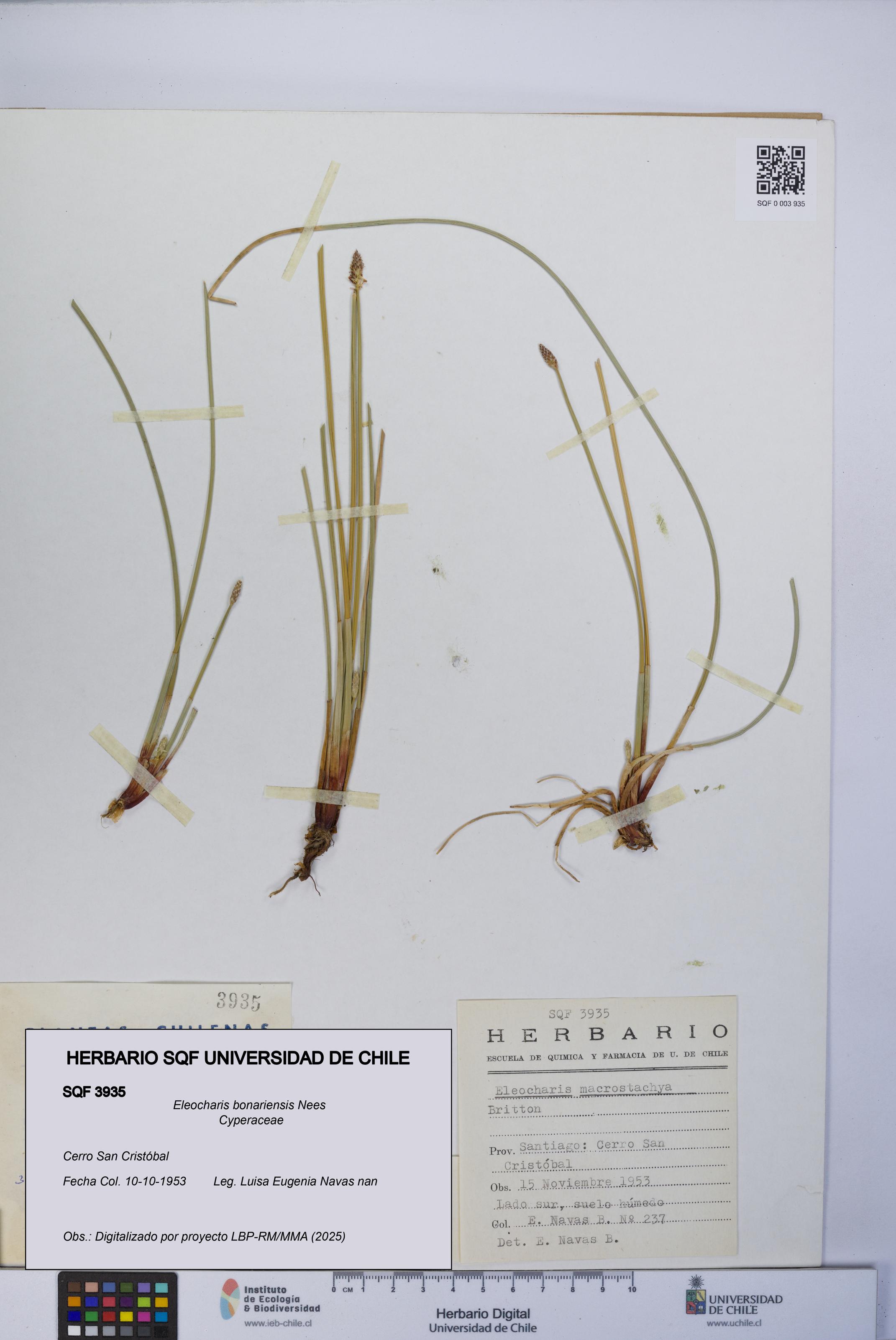 Eleocharis bonariensis [Espécimen: UCH:SQF:0003935]