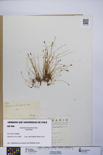 Eleocharis bonariensis [Espécimen: UCH:SQF:0003936]