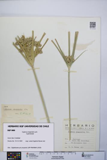 Cyperus eragrostis [Espécimen: UCH:SQF:0003950]