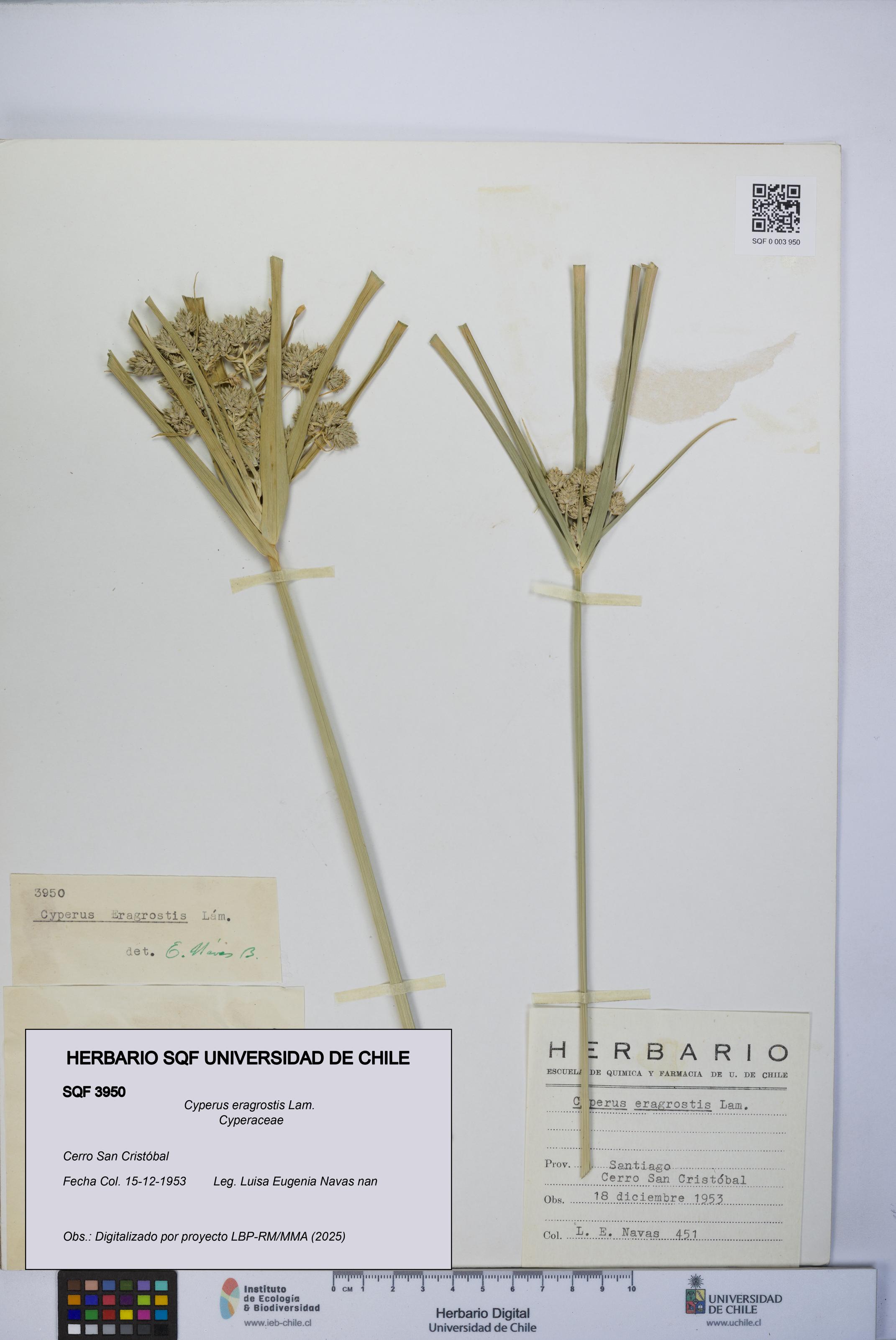 Cyperus eragrostis [Espécimen: UCH:SQF:0003950]