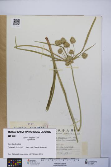 Cyperus eragrostis [Espécimen: UCH:SQF:0003951]