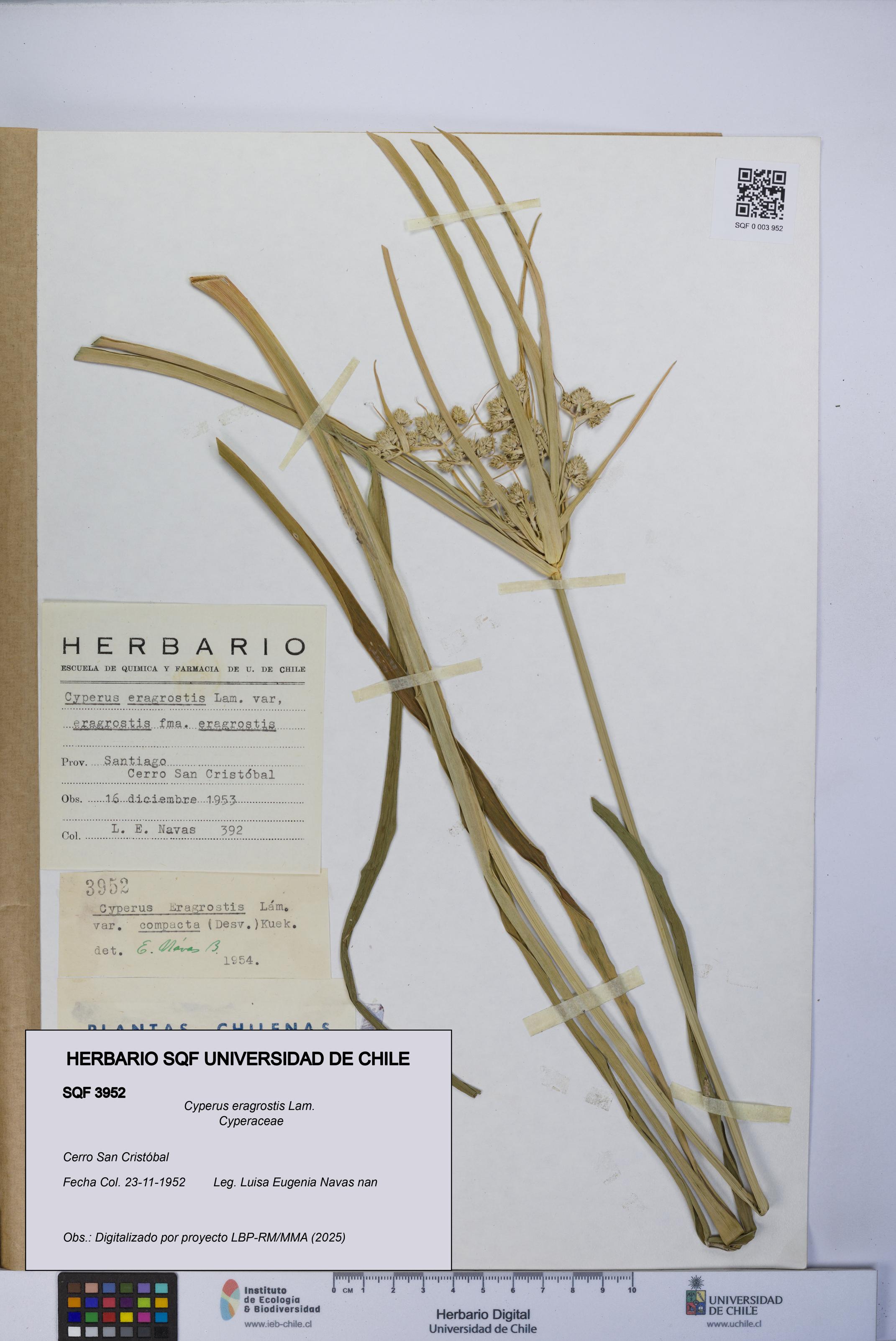 Cyperus eragrostis [Espécimen: UCH:SQF:0003952]