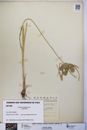 Cyperus eragrostis [Espécimen: UCH:SQF:0003958]