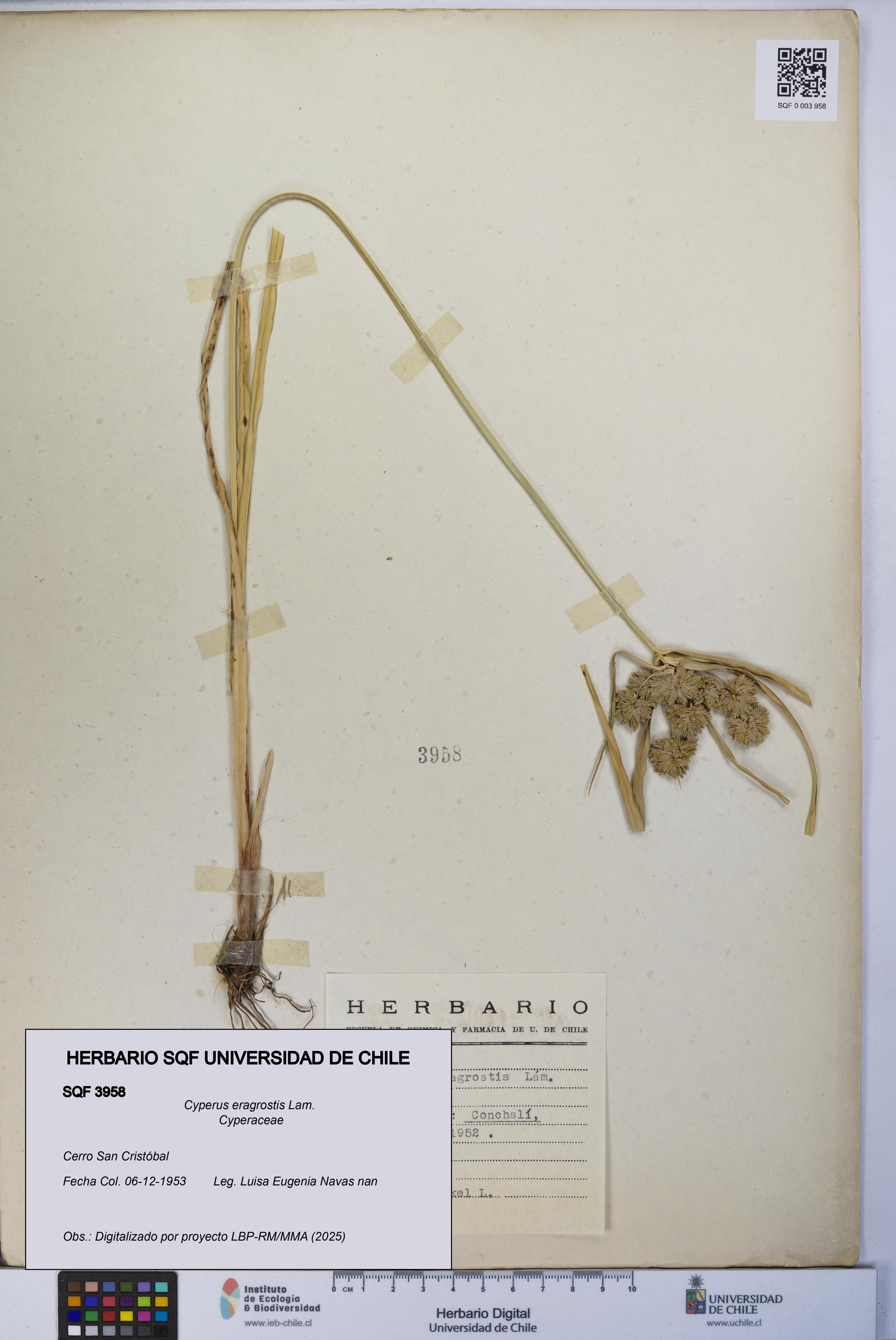 Cyperus eragrostis [Espécimen: UCH:SQF:0003958]