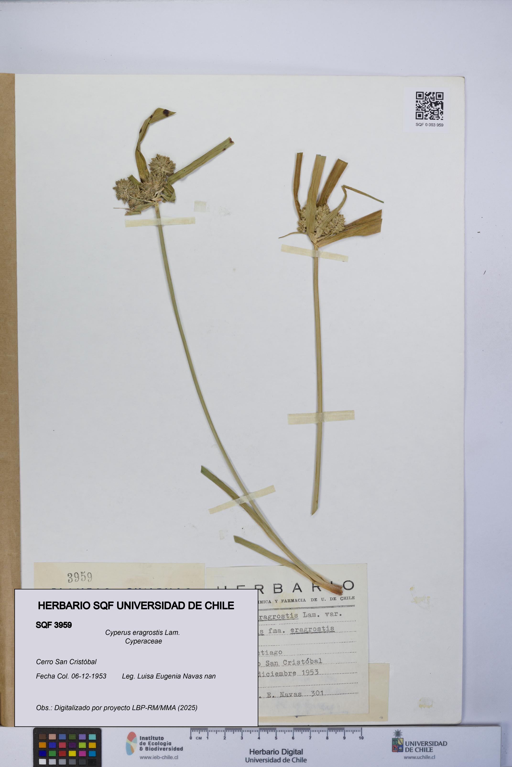 Cyperus eragrostis [Espécimen: UCH:SQF:0003959]