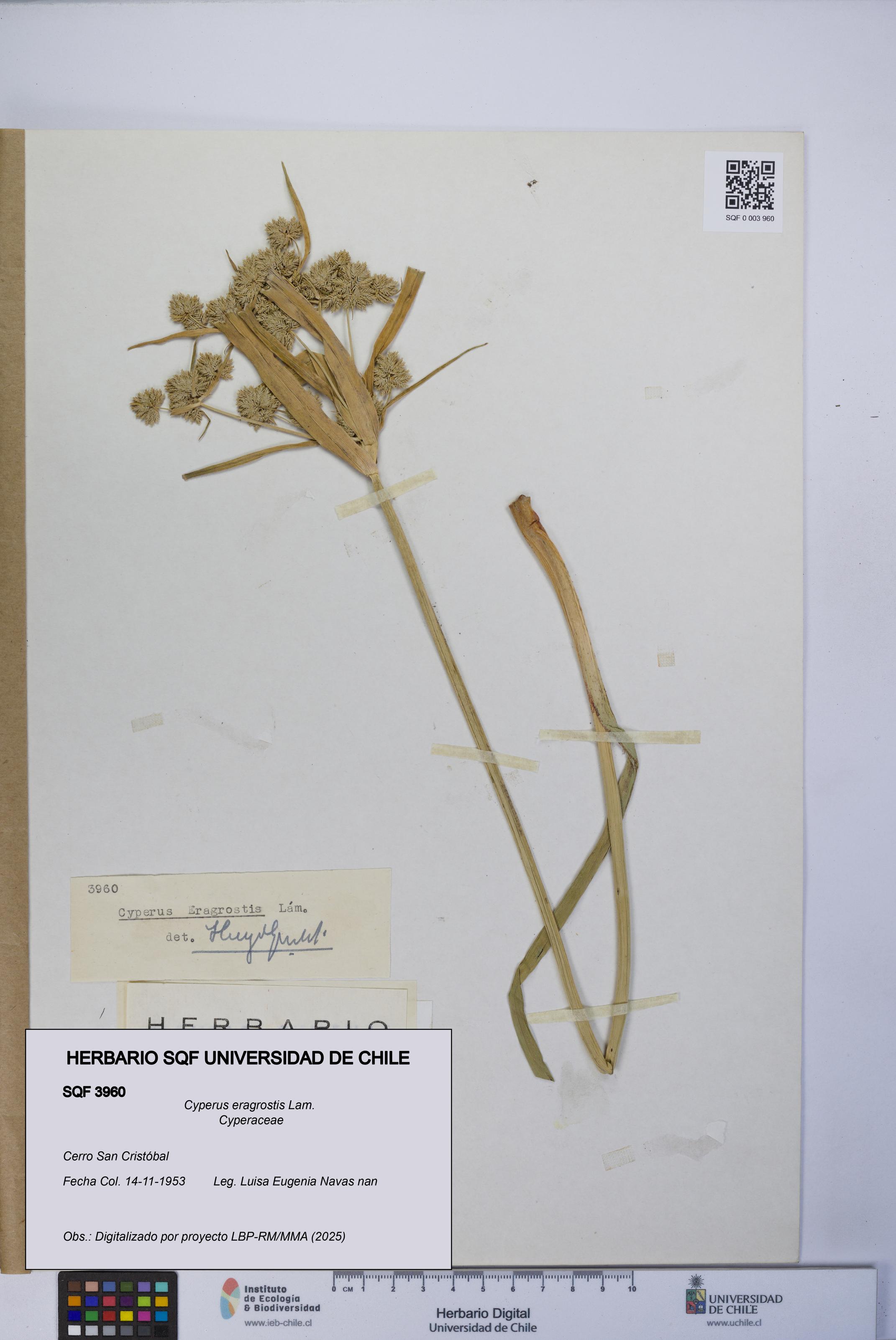 Cyperus eragrostis [Espécimen: UCH:SQF:0003960]