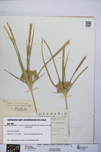 Rhodoscirpus asper [Espécimen: UCH:SQF:0003961]