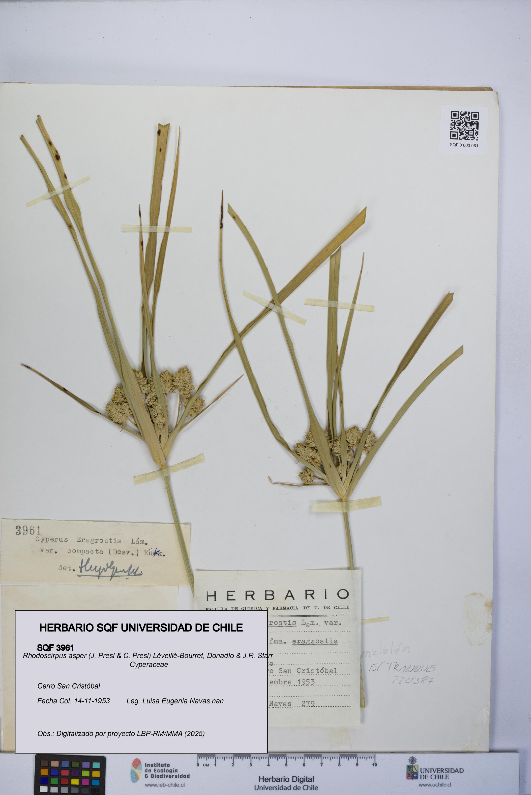 Rhodoscirpus asper [Espécimen: UCH:SQF:0003961]