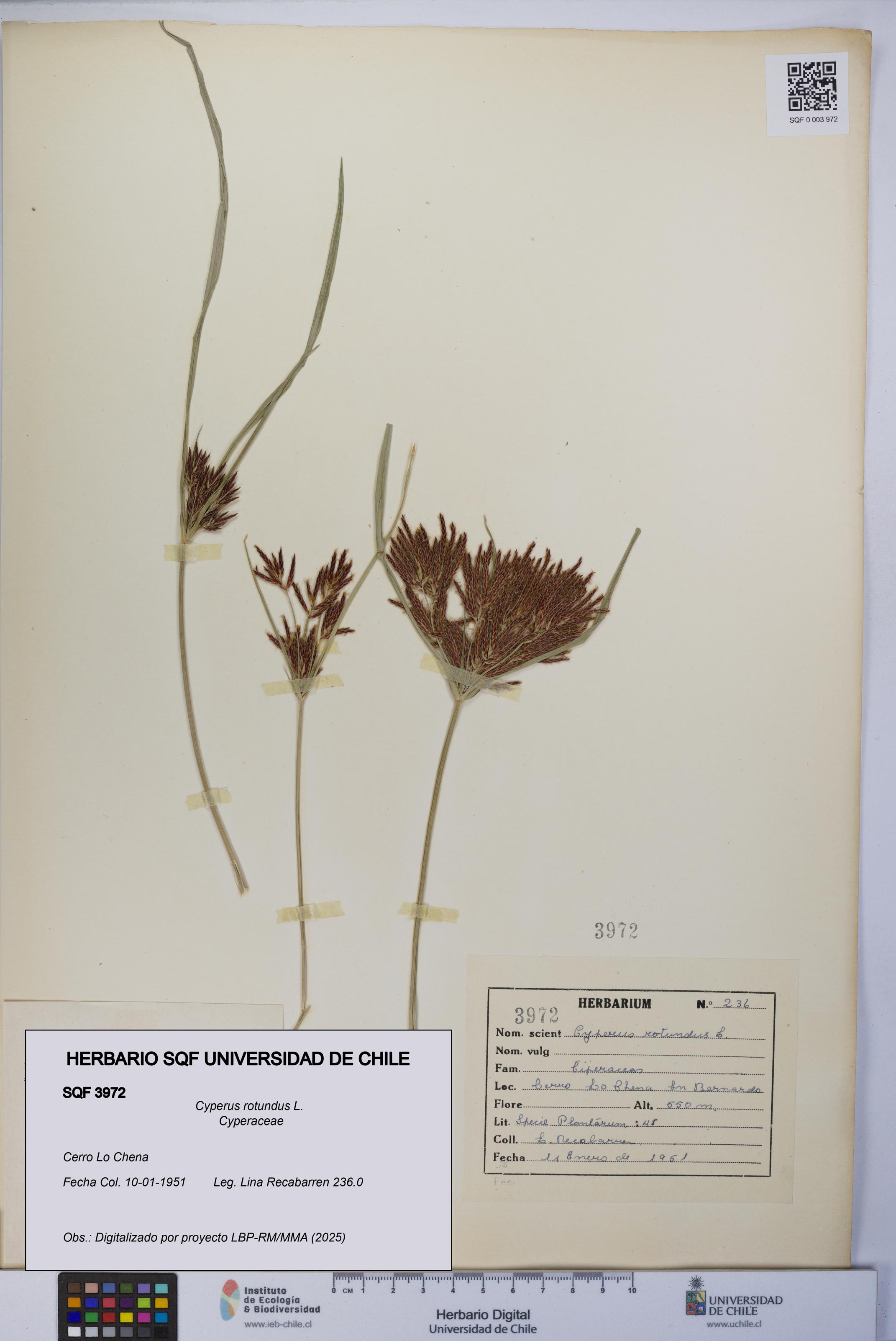 Cyperus rotundus [Espécimen: UCH:SQF:0003972]