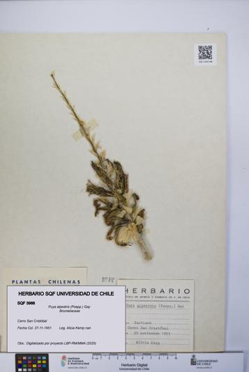 Puya alpestris [Espécimen: UCH:SQF:0003988]