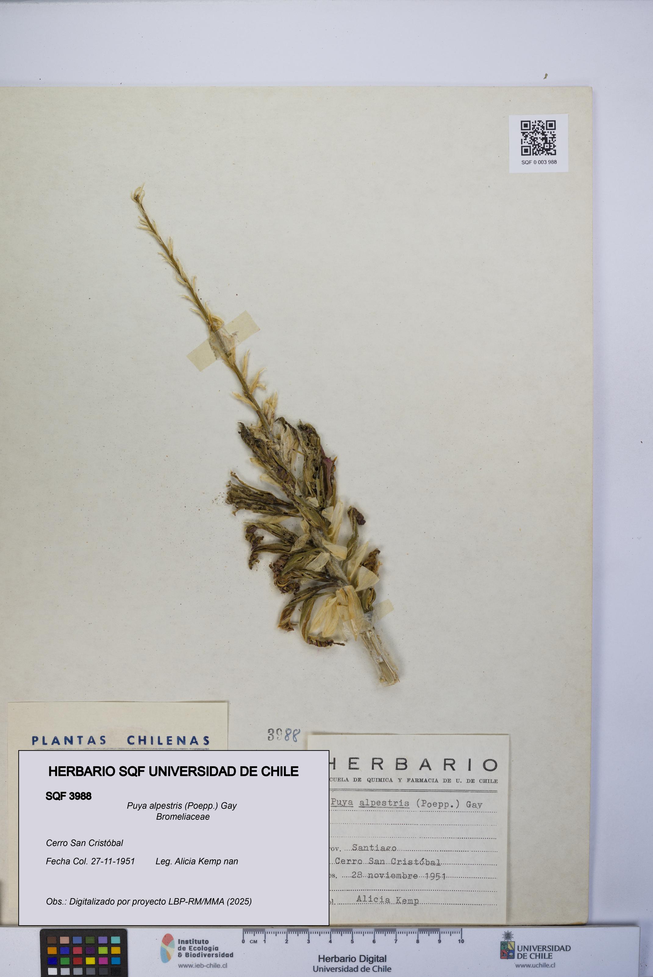Puya alpestris [Espécimen: UCH:SQF:0003988]