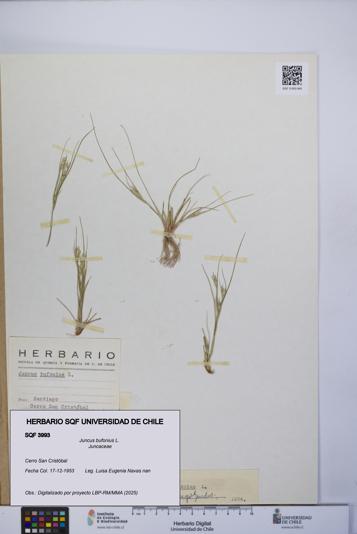 Juncus bufonius [Espécimen: UCH:SQF:0003993]