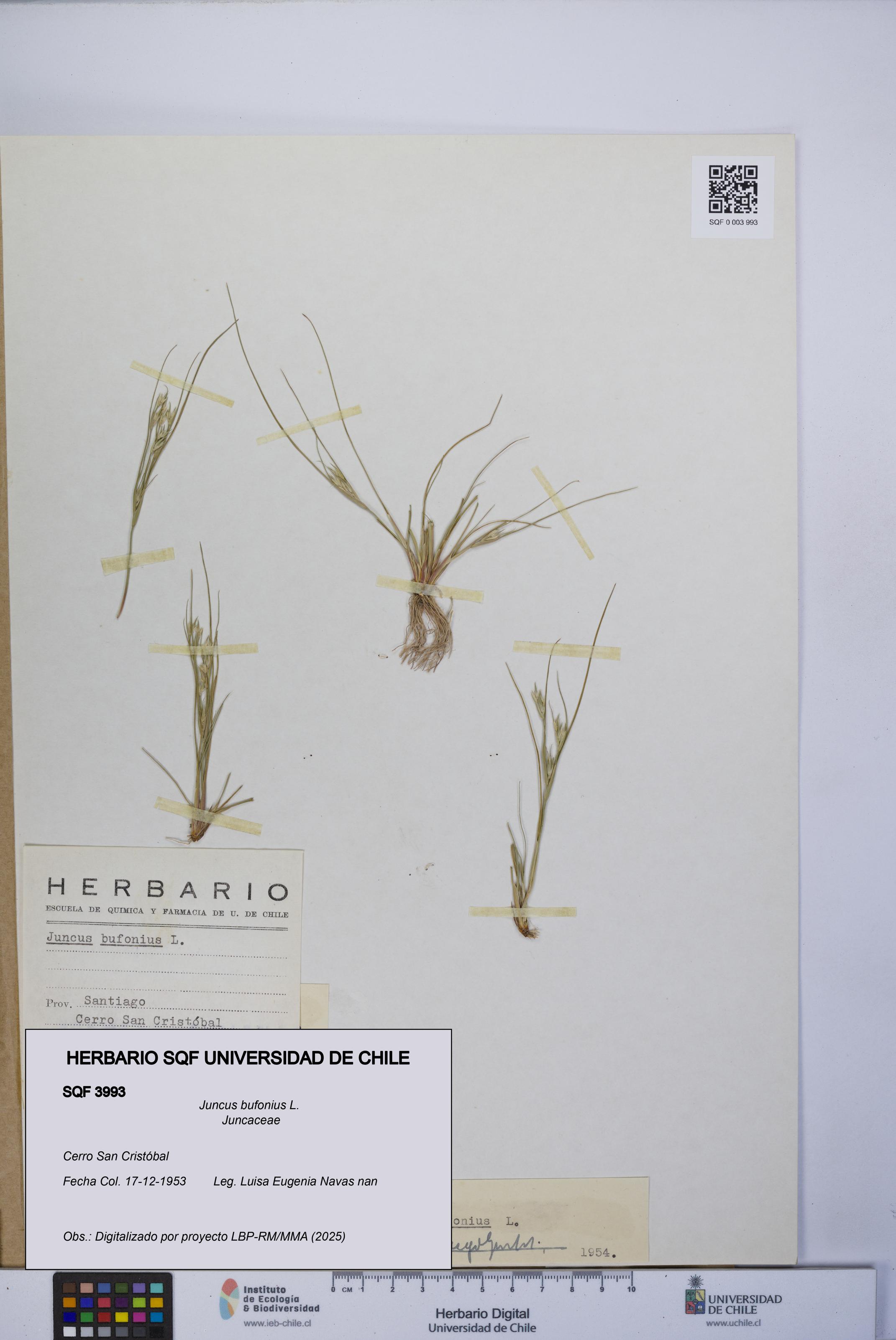 Juncus bufonius [Espécimen: UCH:SQF:0003993]