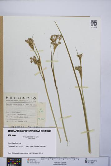 Juncus pallescens [Espécimen: UCH:SQF:0003998]