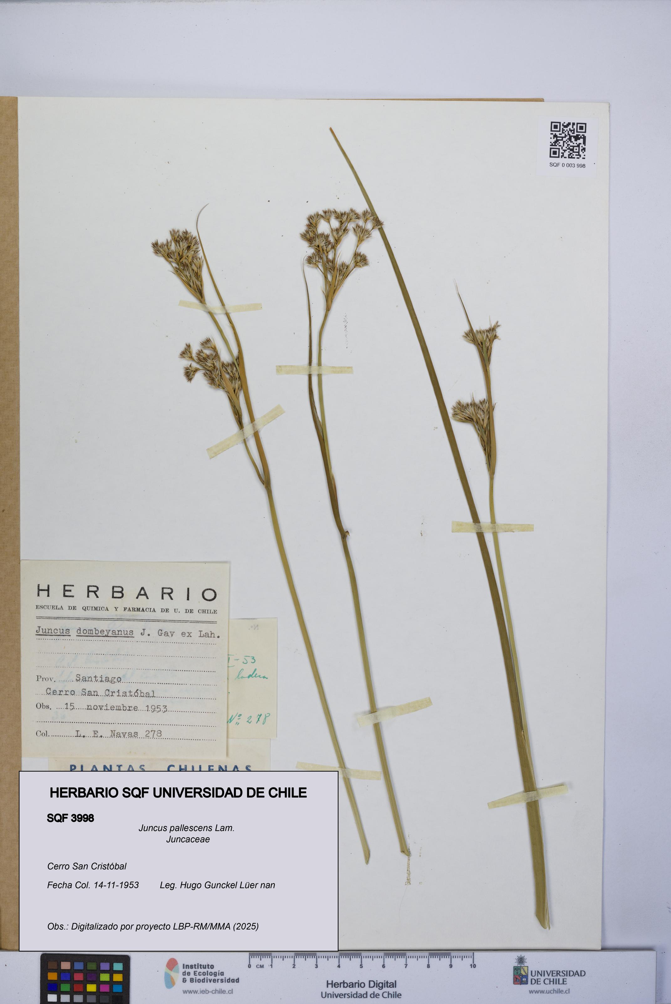 Juncus pallescens [Espécimen: UCH:SQF:0003998]
