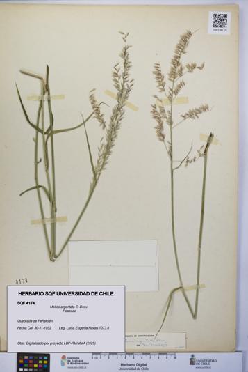 Melica argentata [Espécimen: UCH:SQF:0004174]