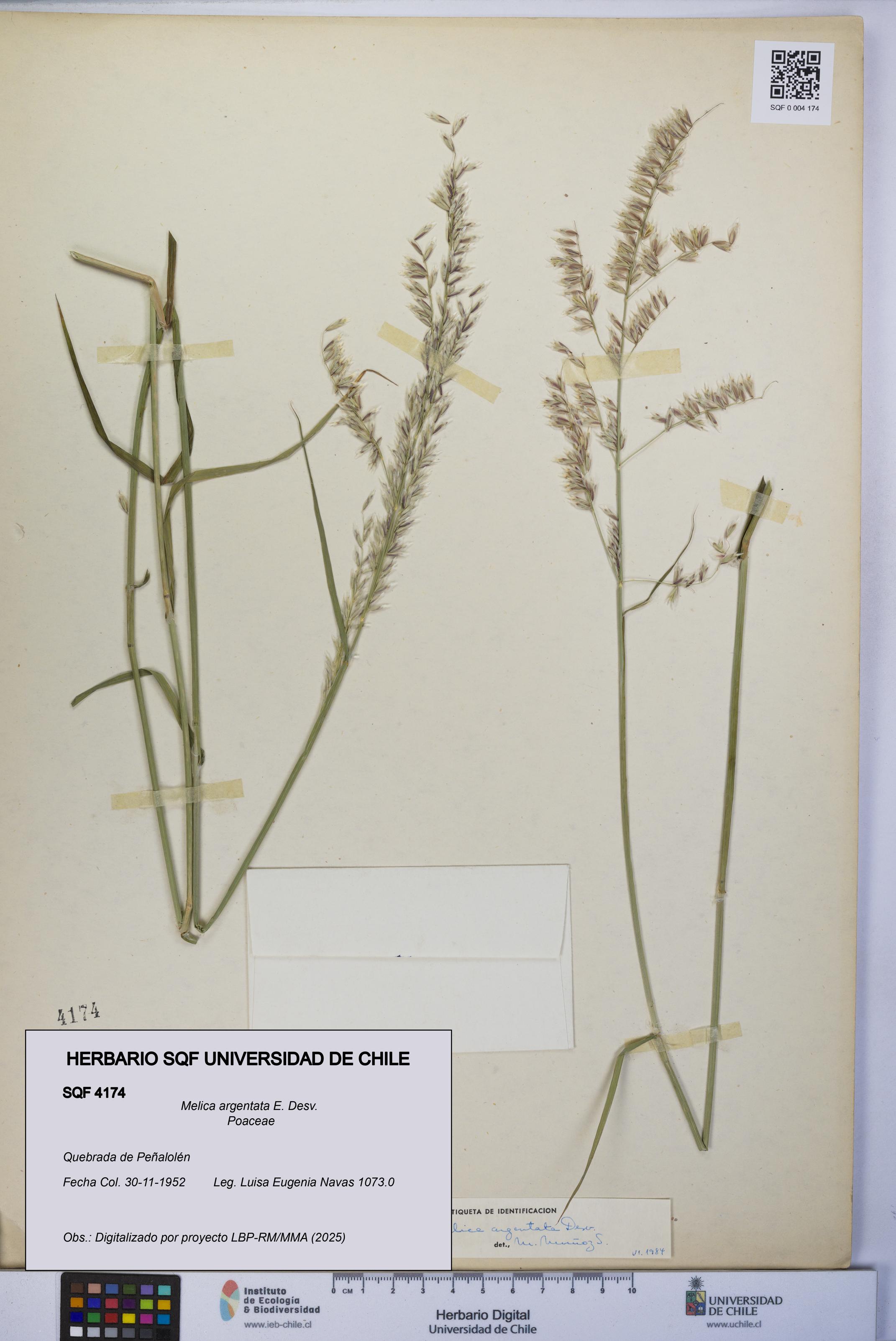 Melica argentata [Espécimen: UCH:SQF:0004174]