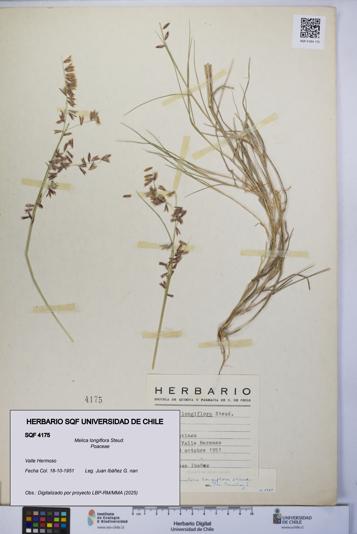 Melica longiflora [Espécimen: UCH:SQF:0004175]