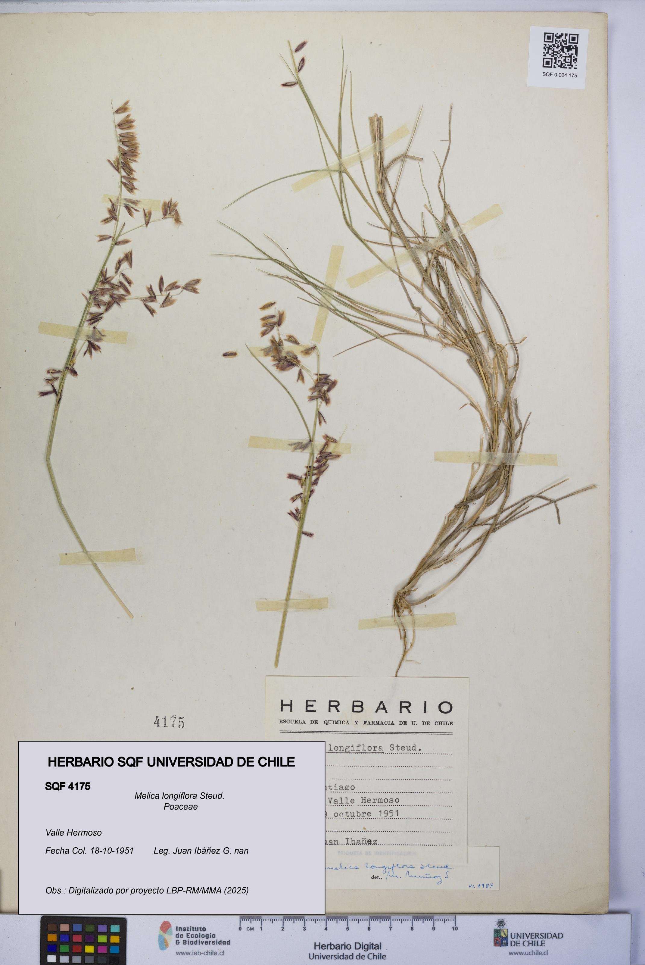 Melica longiflora [Espécimen: UCH:SQF:0004175]