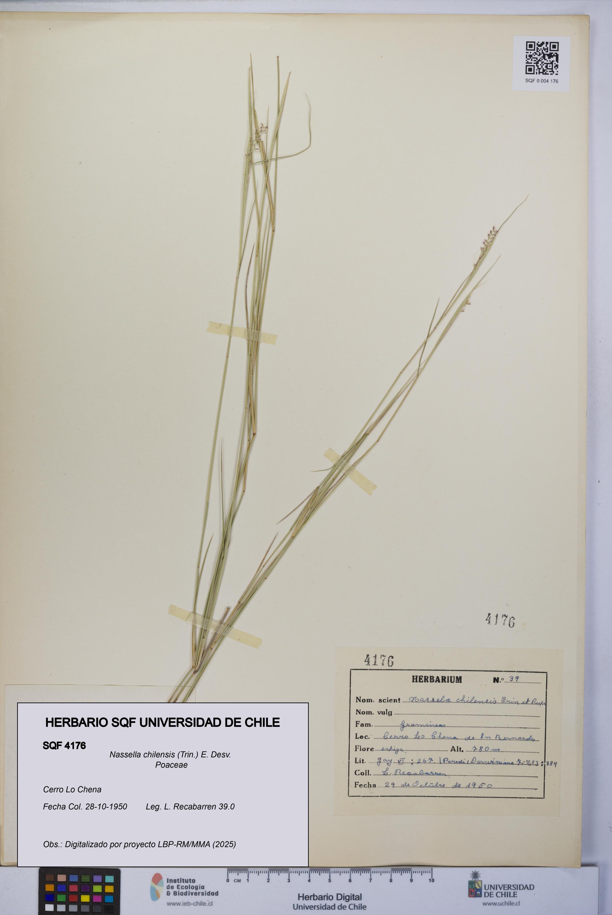 Nassella chilensis [Espécimen: UCH:SQF:0004176]